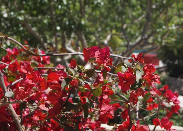 Les Jardins De Santa Giulia - Charmante Chambre Dhte Porto Vecchio