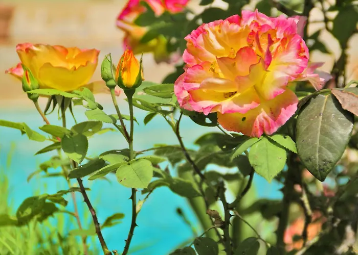 Hotels in Saint-Paul-de-Vence